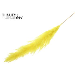 QC Bleached Dried Pampas Plumes | Colour: Yellow | Length ± 140 centimeter | Per plume