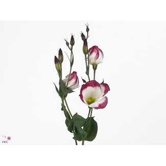 Freshy Eustoma Enkelbloemig Adom Red Picotee