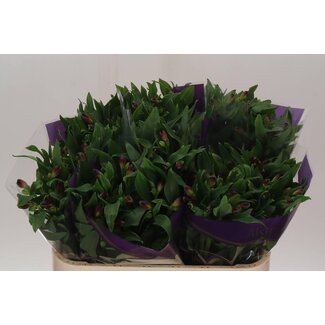 Freshy Alstroemeria Rumba