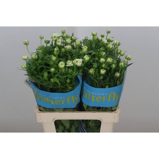 Freshy Ranunculus Butterfly Ariadne