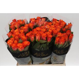 Freshy Rosa Mariyo