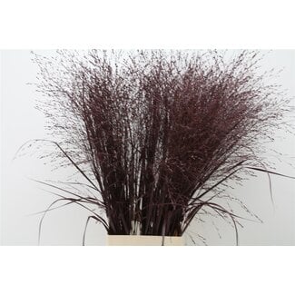 Freshy Panicum (siergras) Col Aubergine