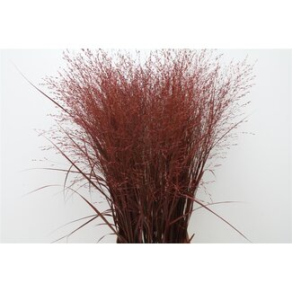 Freshy Panicum (siergras) Col Bordeaux