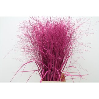 Freshy Panicum (siergras) Col Cerise
