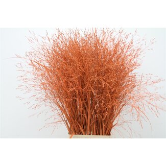 Freshy Panicum (siergras) Col Orange