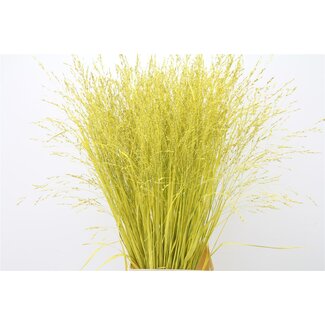 Freshy Panicum (siergras) Col Geel