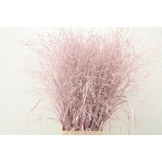 Freshy Panicum (siergras) Col Pink Light