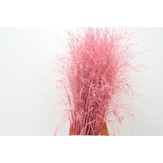 Freshy Panicum (siergras) Col Pink