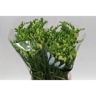 Freshy Freesia dubbel Starlight