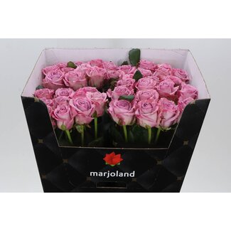 Freshy Rosa Nayeli X L