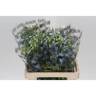 Freshy Delphinium En Ballkleid