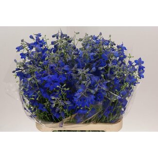 Freshy Delphinium En Volkerfried