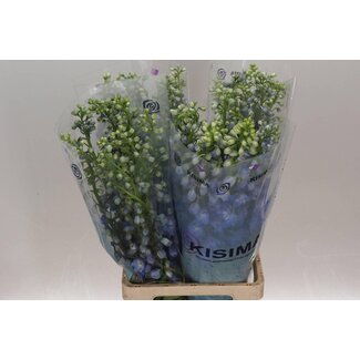 Freshy Delphinium El Guard Blue