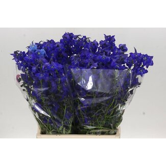 Freshy Delphinium En Atlantis