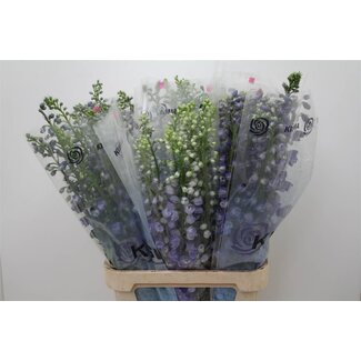 Freshy Delphinium El Guard Blue