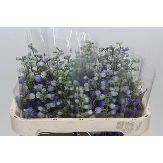 Freshy Delphinium Christel