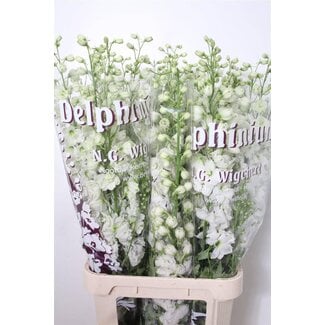 Freshy Delphinium El Dewi Impressive White