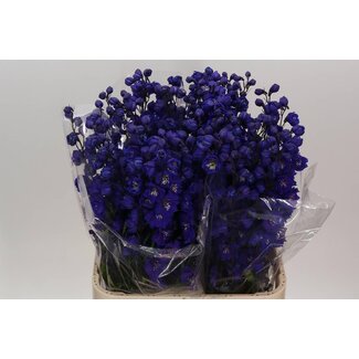 Freshy Delphinium Delphinium Power