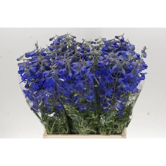 Freshy Delphinium En Volkerfried