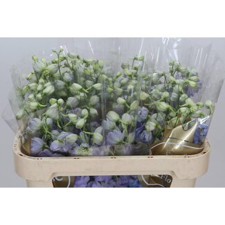 Freshy Delphinium El Dewi Impressive