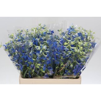 Freshy Delphinium En Volkerfried