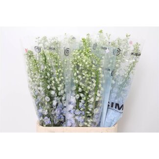 Freshy Delphinium El Mag Fountains Skyblue Whitebee