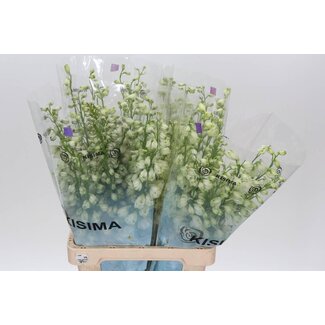 Freshy Delphinium El Guard White