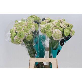 Freshy Scabiosa At F Va B Scoop