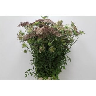 Freshy Daucus Carota 'dara