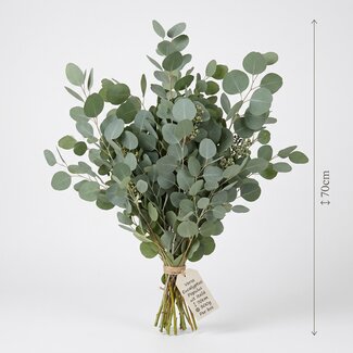 Freshy Verse Eucalyptus Populus uit Italië | Kleur: Natuurlijk Groen | Verse Bloemen | Lengte ± 70 centimeter | Gewicht ± 300 gram | Per bos