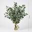 Fresh Eucalyptus Populus from Italy | Colour: Natural Green | Fresh Flowers | Length ± 70 centimeter | Weight ± 300 gram | Per bunch