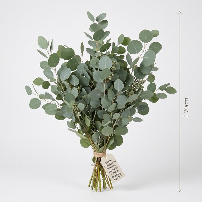 Fresh Eucalyptus Populus from Italy | Colour: Natural Green | Fresh Flowers | Length ± 70 centimeter | Weight ± 300 gram | Per bunch