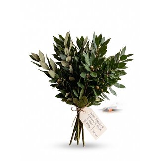Freshy Fresh Holm Oak | Colour: Natural Green | Fresh Quercus | Length ± 50 centimeter | Weight ± 250 gram | Per bunch