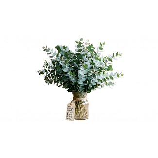 Freshy Fresh Eucalyptus Cinerea from Italy | Colour: Natural Green | Fresh Flowers | Length ± 70 centimetre | Weight ± 350 gram | Per bunch