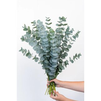 Freshy Fresh Eucalyptus Baby Blue from Italy | Colour: Natural Green | Fresh Flowers | Length ± 70 centimeter | Weight ± 300 gram | Per bunch