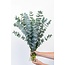 Fresh Eucalyptus Baby Blue from Italy | Colour: Natural Green | Fresh Flowers | Length ± 70 centimetre | Weight ± 300 gram | Per bunch