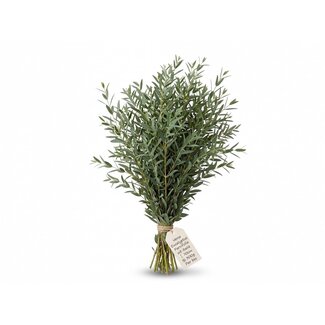 Freshy Fresh Eucalyptus Parvifolia from Italy | Colour: Natural Green | Fresh Flowers | Length ± 70 centimetre | Weight ± 300 gram | Per bunch