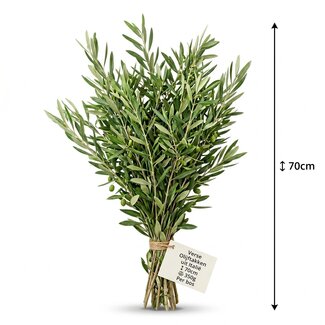 Freshy Fresh Olive Branches from Italy | Colour: Natural Green | Fresh Flowers | Length ± 70 centimetre | Weight ± 350 gram | Per bunch