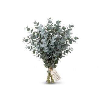 Freshy Fresh Eucalyptus Gunnii from Italy | Colour: Natural Green | Fresh Flowers | Length ± 70 centimetre | Weight ± 300 gram | Per bunch