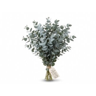 Freshy Verse Eucalyptus Gunnii uit Italië | Kleur: Natuurlijk Groen | Verse Bloemen | Lengte ± 70 centimeter | Gewicht ± 300 gram | Per bos