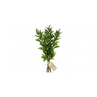 Freshy Fresh Ruscus from Italy | Colour: Natural Green | Fresh Flowers | Length ± 65 centimetre | Weight ± 200 gram | Per bunch