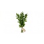 Fresh Ruscus from Italy | Colour: Natural Green | Fresh Flowers | Length ± 65 centimeter | Weight ± 200 gram | Per bunch