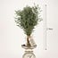 Fresh Eucalyptus Nicholii from Italy | Colour: Natural Green | Fresh Flowers | Length ± 70 centimeter | Weight ± 300 gram | Per bunch
