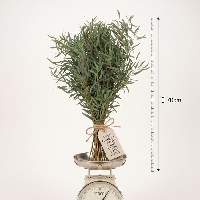 Fresh Eucalyptus Nicholii from Italy | Colour: Natural Green | Fresh Flowers | Length ± 70 centimeter | Weight ± 300 gram | Per bunch