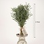 Verse Eucalyptus Nicholii uit Italië | Kleur: Natuurlijk Groen | Verse Bloemen | Lengte ± 70 centimeter | Gewicht ± 300 gram | Per bos