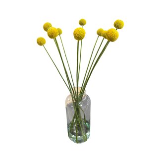 Freshy Fresh Craspedia | Colour: Natural Yellow | Craspedia Paintball XXL | Length ± 70 centimetre | Per 10 stems