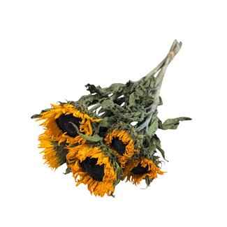 Dutch Dried Dried Sunflowers | Colour: Natural Yellow | Helianthus Dried Flowers | Length ± 80 centimetre | Per 5 stems