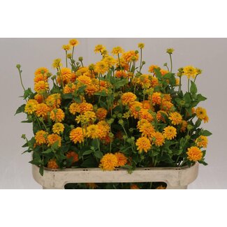 Freshy Heliopsis Hel Asahi