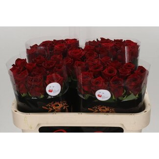 Freshy Rosa Red Naomi Drift 3-4