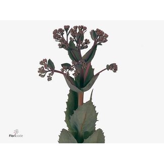 Freshy Sedum Matrona